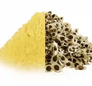 moringa-seed-powder